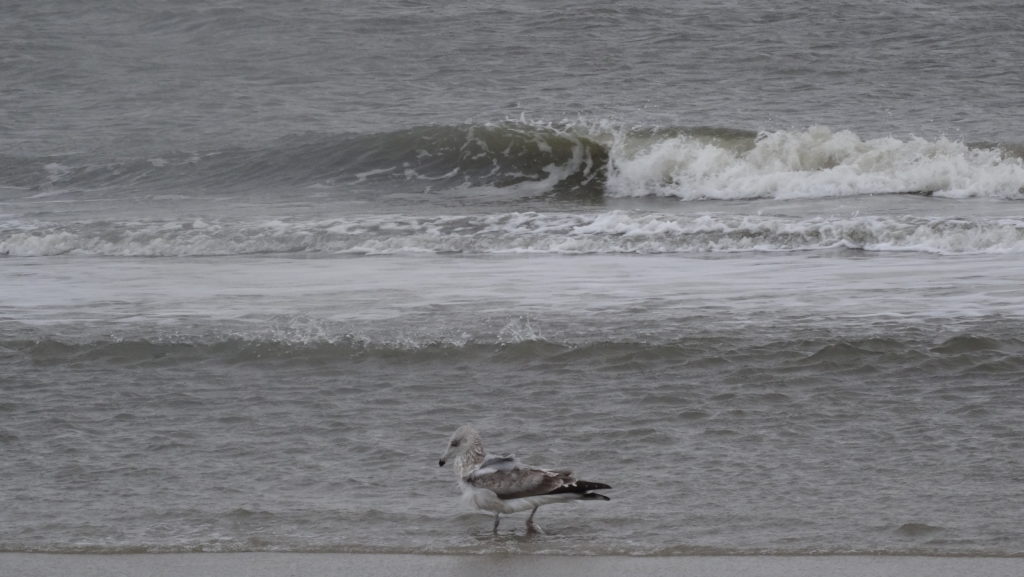 Seagull on beach Wildwood Boardwalk in December